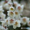 白梅  咲き乱れ