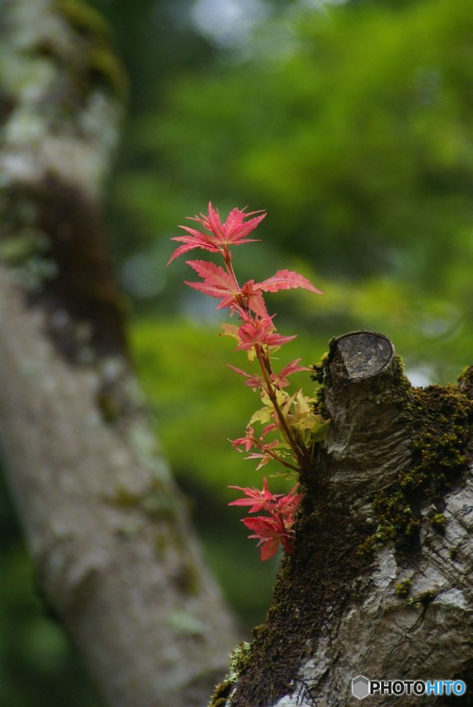 赤い新芽