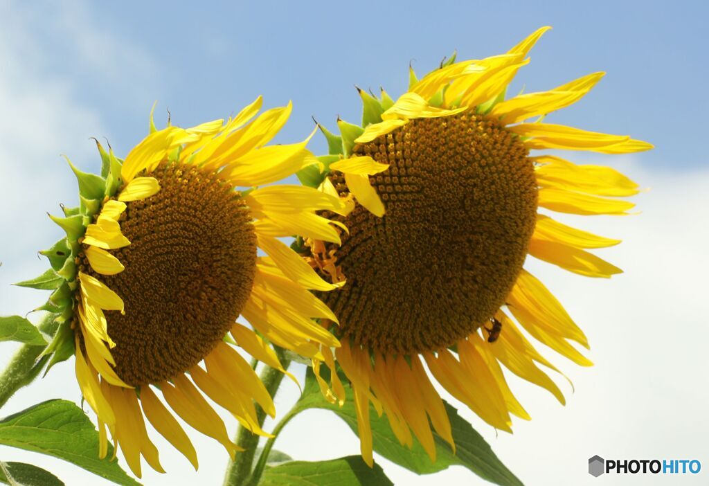 夏の記憶　７月　風が吹くと涼しい