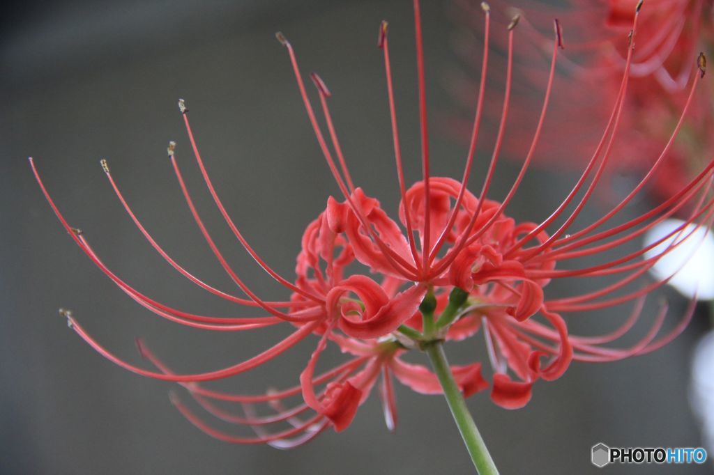 下から見上げる彼岸花