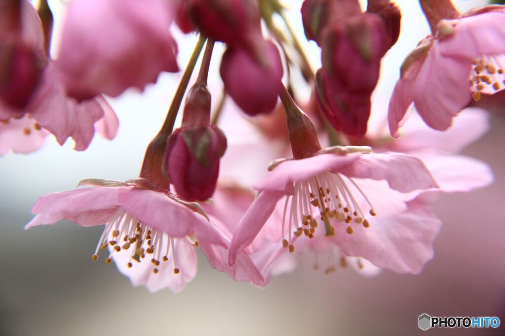 花開く河津桜