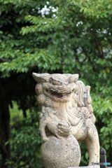 獅子を連想するる狛犬　（安倉八幡宮拝殿前右手の狛犬）