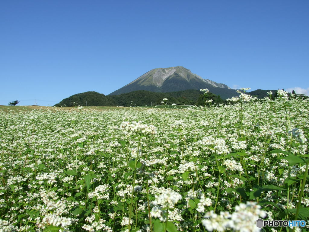 蕎麦の畑越しの大山