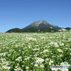 蕎麦の畑越しの大山