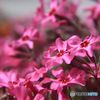 芝桜