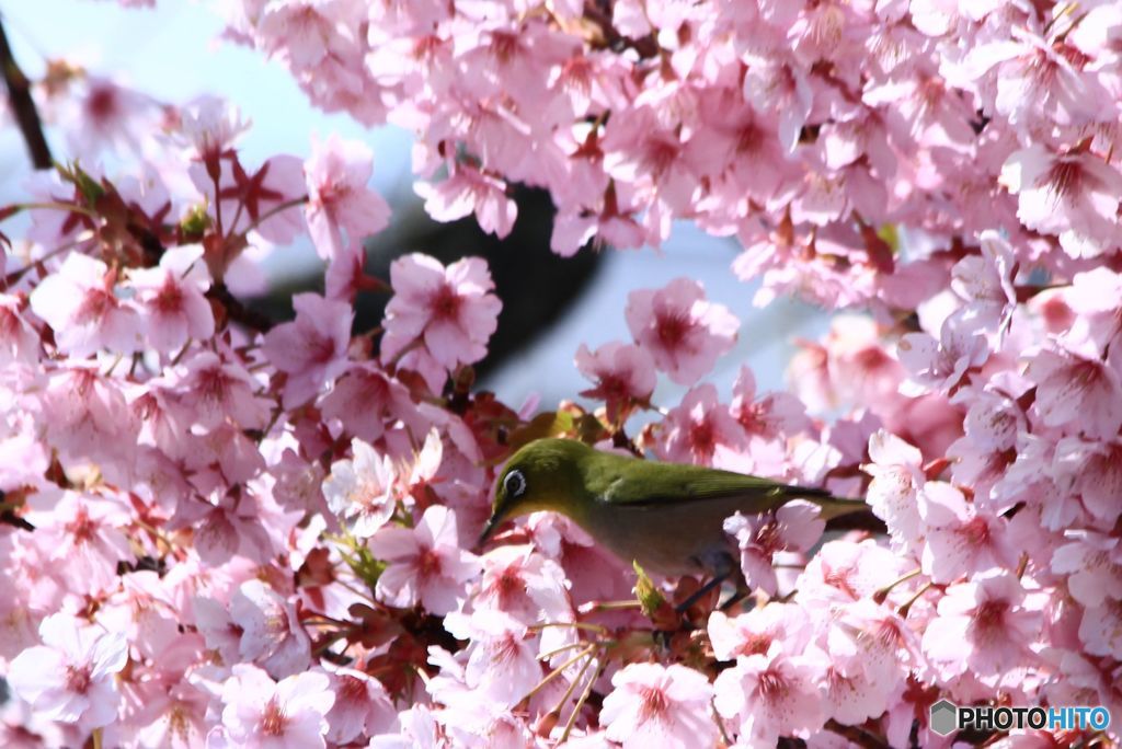 花に埋もれて