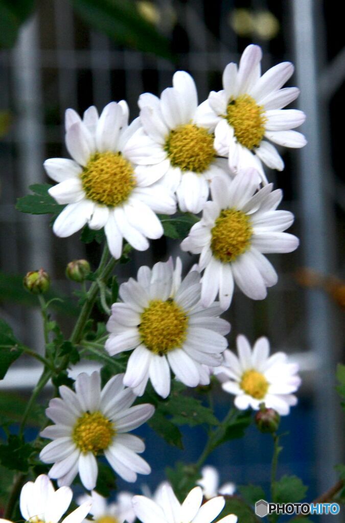 小菊