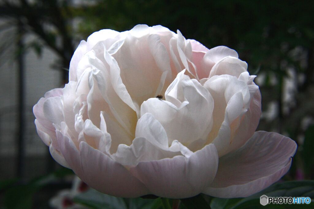 山芍薬　咲いた
