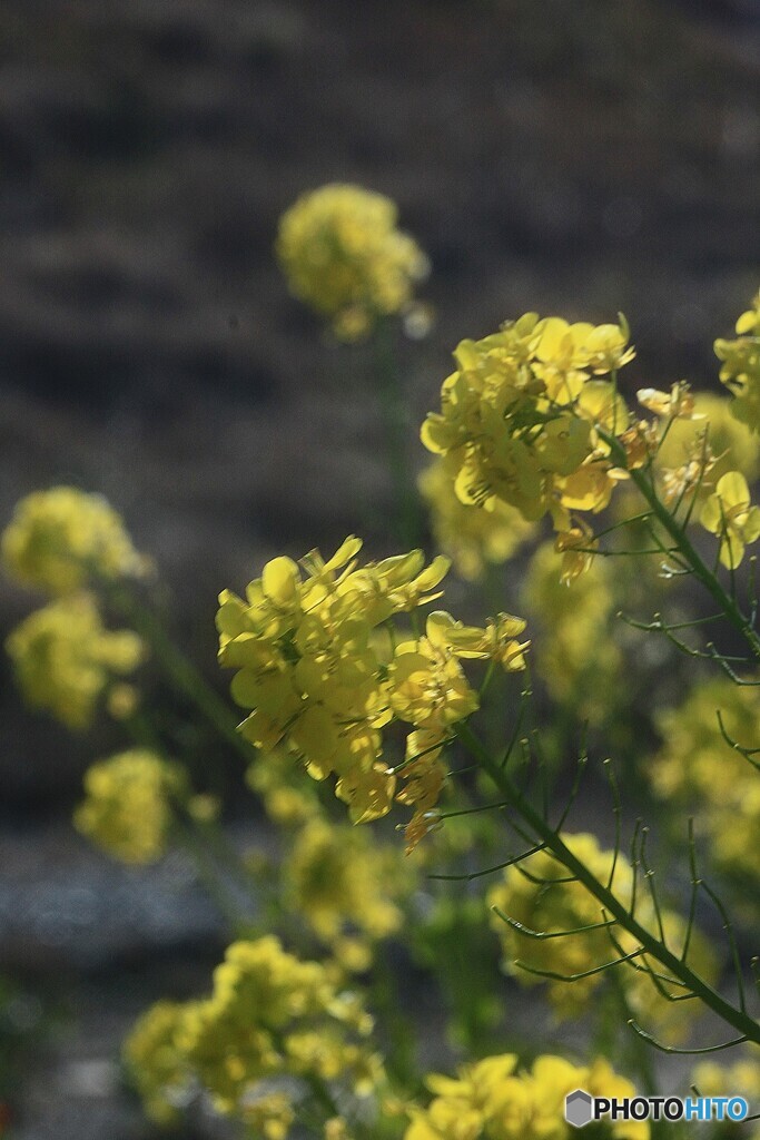菜の花