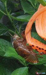 花につかまり羽化の跡
