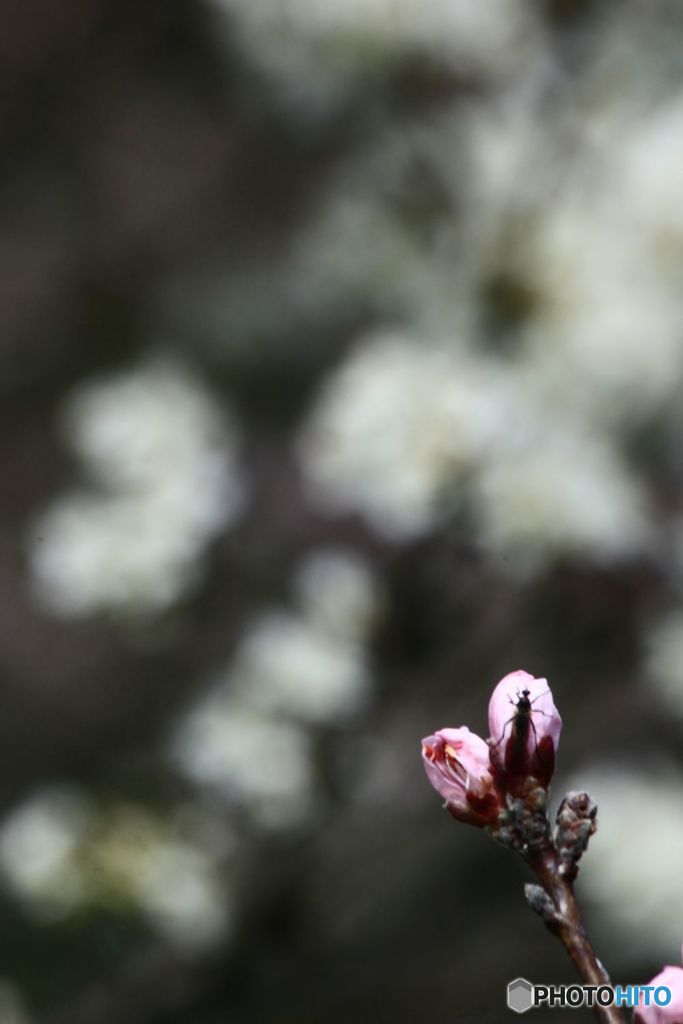 桜の後を追って　桃の花のつぼみ