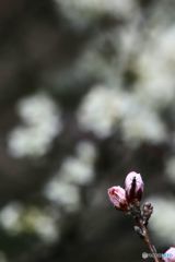 桜の後を追って　桃の花のつぼみ