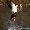 飛び立つカルガモ