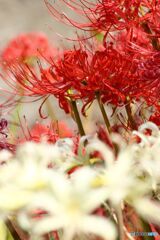 赤と白の彼岸花