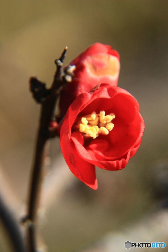 木瓜の花
