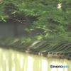 土塀に新緑