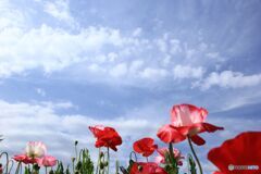 空と雲とポピー 空と雲とポピー