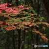 2018年紅葉　終焉の美　グラデーション