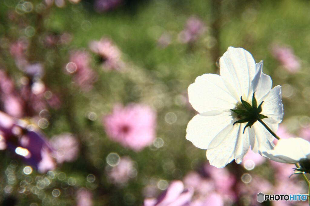 裏見のコスモス