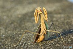 まるで異星人