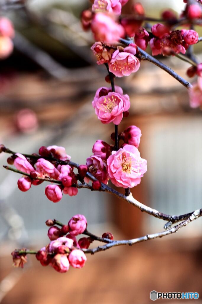 群れる梅の花