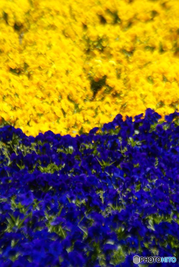 blue and yellow