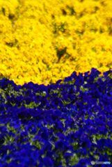 blue and yellow