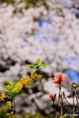 桜　レンギョウ　やまつつじ