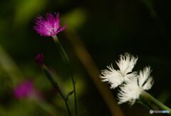 赤と白のカワラナデシコ