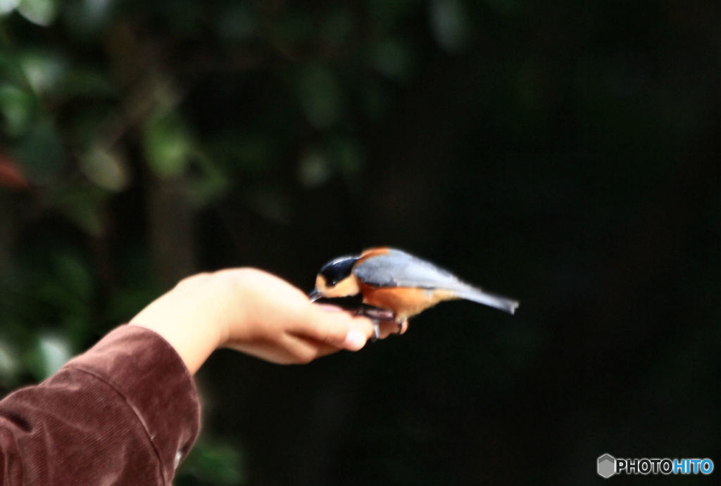 餌を食べにくる　ヤマガラ