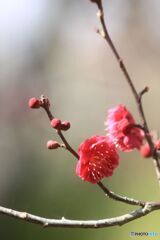 紅梅　町屋公園