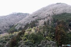 早春の山