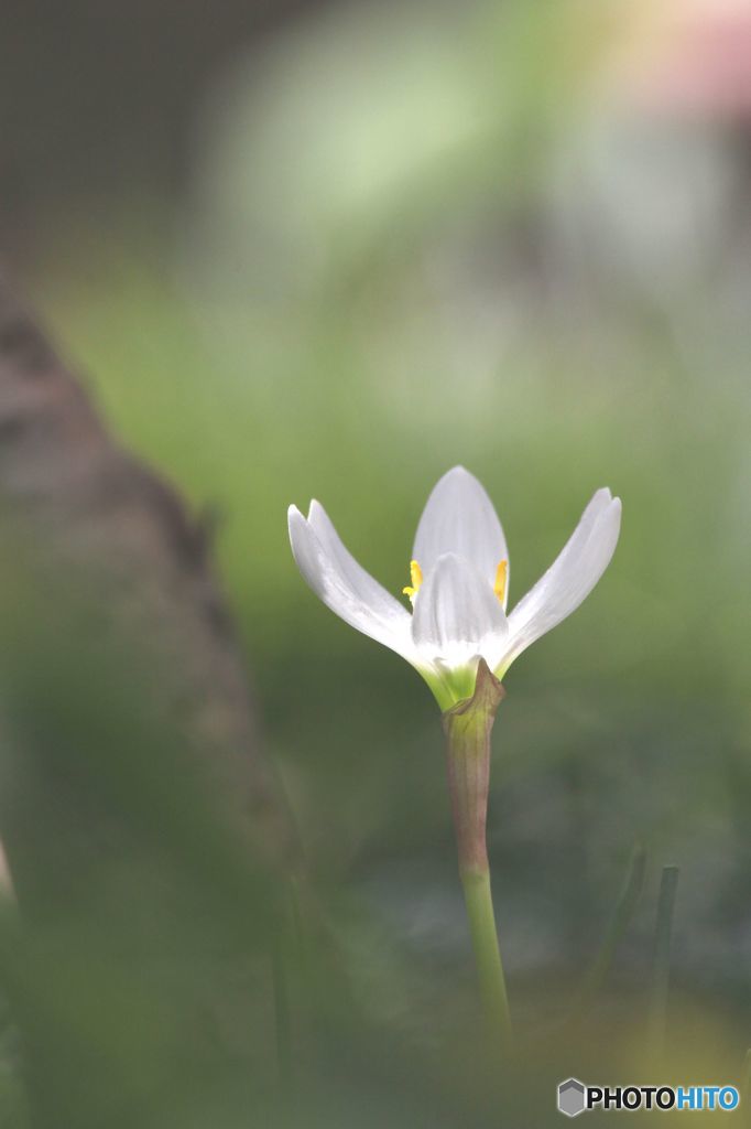 たますだれ（本日知りました）
