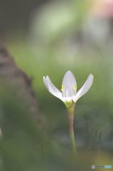 たますだれ（本日知りました）