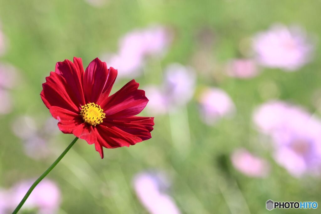 コスモス畑にて その１