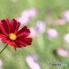 コスモス畑にて その１