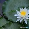 白いスイレン
