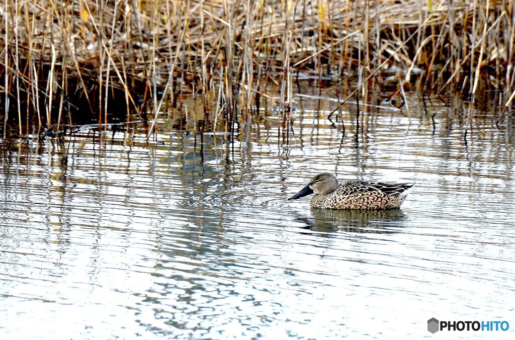 ハシビロガモ　雌