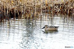 ハシビロガモ　雌