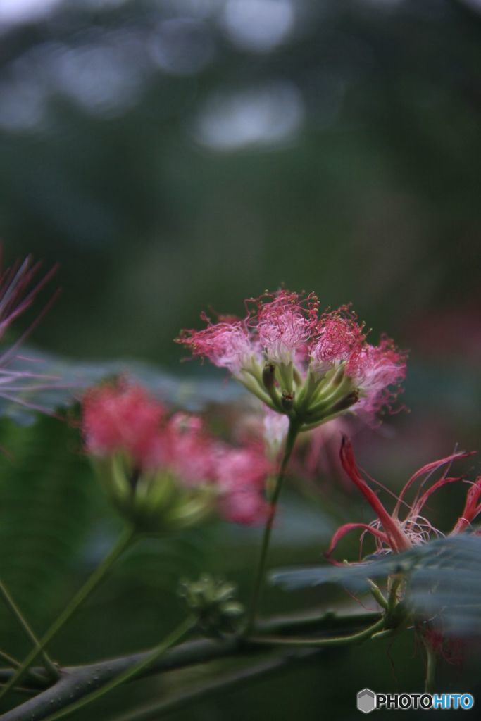 生まれたてのねむの花