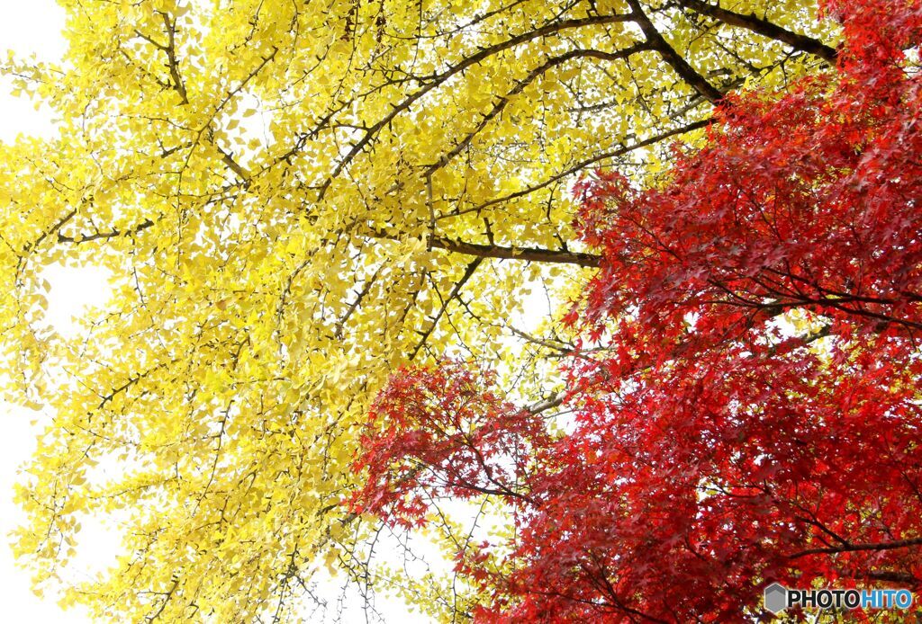 イチョウは黄色紅葉は赤