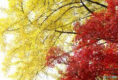 イチョウは黄色紅葉は赤