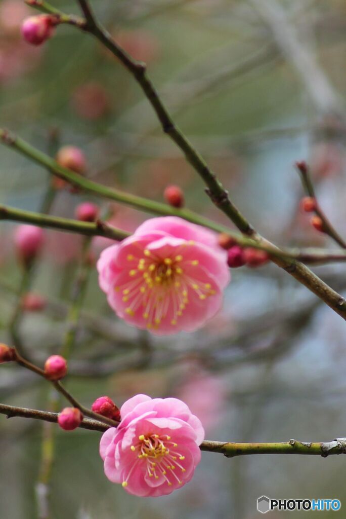枝垂れの梅の開花