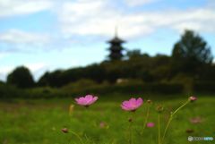 初秋　コスモスと塔