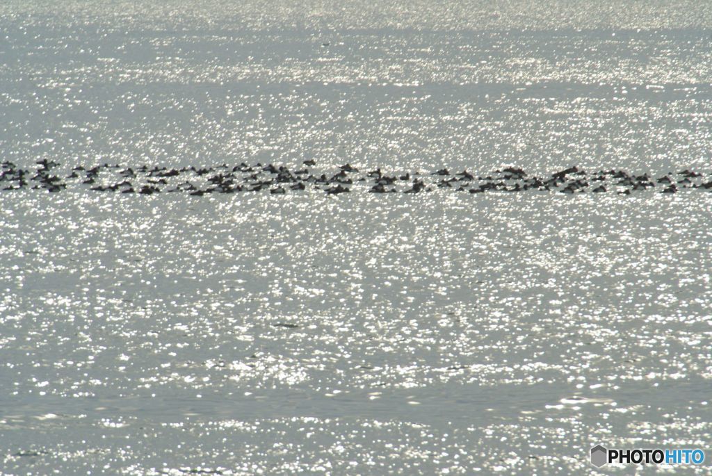 海に浮かぶカモの群れ