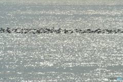海に浮かぶカモの群れ