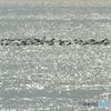 海に浮かぶカモの群れ