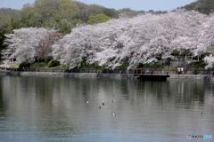 桜の下の遊歩道