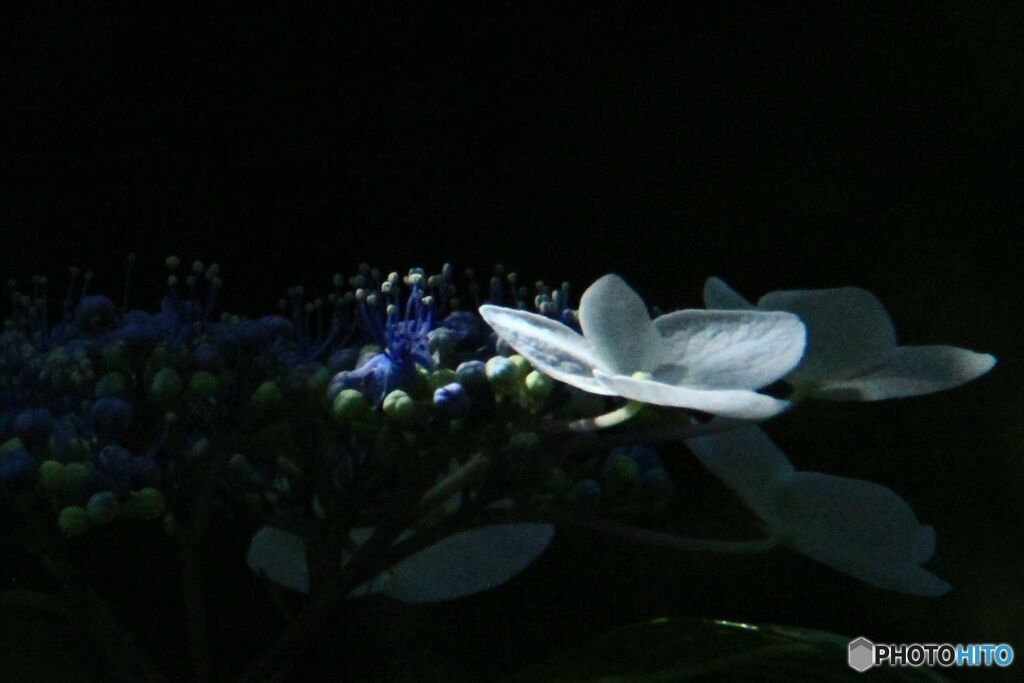 アジサイ　　輝く萼片