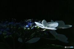 アジサイ　　輝く萼片